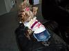 Let's see your black and gold yorkies!!-pc280543.jpg