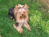 Let's see your black and gold yorkies!!-100_1443.jpg