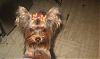 Let's see your black and gold yorkies!!-bows3.jpg