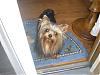 Let's see your black and gold yorkies!!-1008groom-004-600-x-450-.jpg