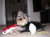 Rockie at 8 months-picture-002.jpg