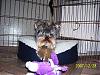 Rockie at 8 months-picture-003.jpg