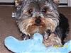 Let's see your black and gold yorkies!!-picture-006.jpg