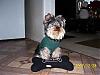Let's see your black and gold yorkies!!-picture-007.jpg