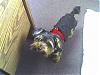 Let's see your black and gold yorkies!!-photo_051607_001.jpg