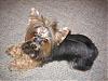 Let's see your black and gold yorkies!!-img_0014.jpg