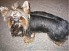 Let's see your black and gold yorkies!!-img_0011.jpg