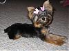 Let's see your black and gold yorkies!!-img_1207.jpg