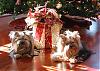 Let's see your black and gold yorkies!!-xmas-blgld.jpg