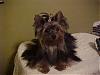 Let's see your black and gold yorkies!!-mvc-907s.jpg