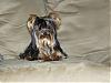 Let's see your black and gold yorkies!!-picture-1418648731.jpg