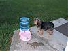 Let's see your black and gold yorkies!!-watercooler2.jpg