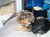 Let's see your black and gold yorkies!!-little-helper2.jpg