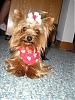 Let's see your black and gold yorkies!!-coco-2.jpg