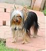 Let's see your black and gold yorkies!!-july-018_kylee.jpg