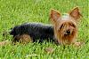 Let's see your black and gold yorkies!!-july-001_lexi.jpg