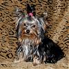 Let's see your black and gold yorkies!!-sept-007stormy.jpg
