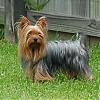 Let's see your black and gold yorkies!!-july-032scruffy.jpg