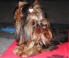 Let's see your black and gold yorkies!!-miage.jpg