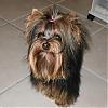 Let's see your black and gold yorkies!!-barrette.jpg
