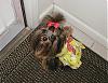 Let's see your black and gold yorkies!!-6-29-07d.jpg