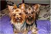 Let's see your black and gold yorkies!!-new6_edited.jpg
