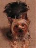 Let's see your black and gold yorkies!!-rocket.jpg