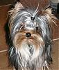 Let's see your black and gold yorkies!!-yt8.jpg