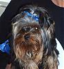 Let's see your black and gold yorkies!!-jeanie-bows.jpg