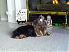 Let's see your black and gold yorkies!!-jeanie-xmas-2007.jpg