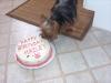 Hailey's birthday party-hailey-cake-small.jpg