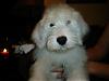 New Yorkie Owner-fitz-011.jpg