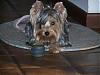 New here, and new yorkie-20082.jpg