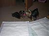Pixie is 2 years old today!!-dixiegroom-009-600-x-450-.jpg