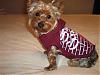 Rocky in his Ruff Luv Gear!-picture-069.jpg