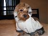 Rocky in his Ruff Luv Gear!-picture-073.jpg