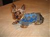 Rocky in his Ruff Luv Gear!-picture-076.jpg