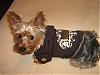Rocky in his Ruff Luv Gear!-picture-081.jpg