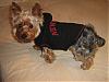 Rocky in his Ruff Luv Gear!-picture-082.jpg