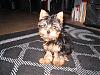 One ear up and one down-sophie-042.jpg