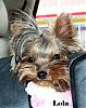 Teacup Yorkies-lola.jpg