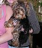 Teacup Yorkies-baby316-033-1-.jpg