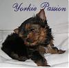 Teacup Yorkies-p10100211bb.jpg