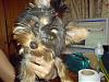 Boy yorkies and bows?-dsc01127.jpg