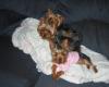 Spooning!!-3sleepingbabies.jpg