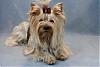 Boy yorkies and bows?-sunnie-daddy.jpg