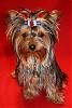 Boy yorkies and bows?-img_0632.jpg