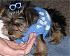 Boy yorkies and bows?-koda-4.jpg