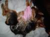 Coco gets some spooning action!!-max-coco-300-x-225-.jpg