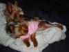 Coco gets some spooning action!!-moremore-300-x-225-.jpg